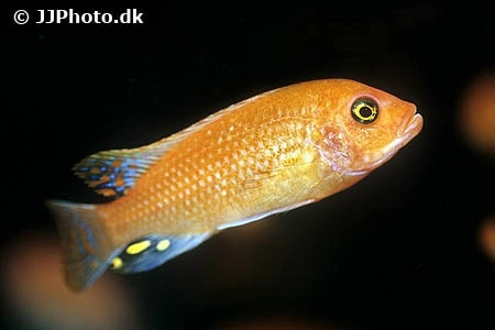 Rød Zebra Cichlide (Maylandia estherae) Unger